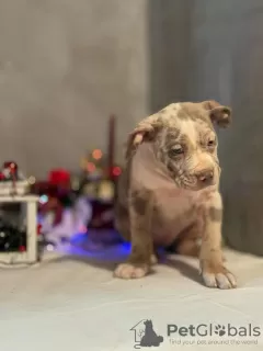 Additional photos: American Bully puppy