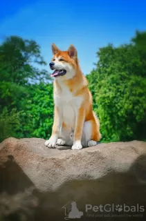 Additional photos: Akita Inu Boy (Hachiko)