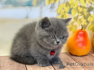 Photo №4. I will sell scottish fold in the city of Пертунмаа. private announcement - price - 423$