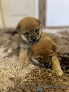 Additional photos: Shiba Inu TOP puppies