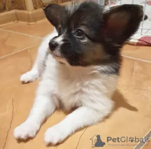 Additional photos: Papillon puppies boys and girls