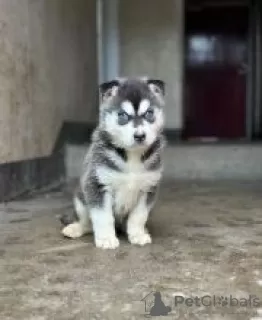 Photo №1. siberian husky - for sale in the city of Ikhwezi | negotiated | Announcement № 55320