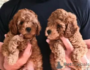 Additional photos: Mini Poodle puppies