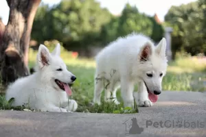 Additional photos: White Swiss Shepherd puppies for sale