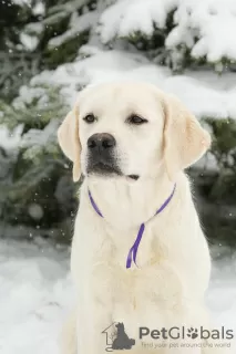 Additional photos: Labrador Retriever puppies