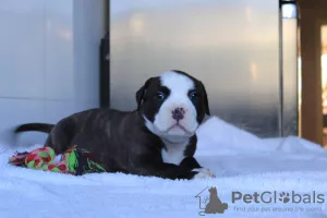 Additional photos: American Bully Puppies