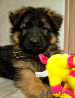 Photo №3. Long-haired German Shepherd puppies. Ukraine