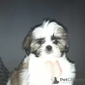 Photo №1. shih tzu - for sale in the city of Стамбул | negotiated | Announcement № 123321