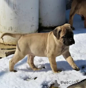 Photo №2 to announcement № 110073 for the sale of bullmastiff - buy in United States private announcement, breeder