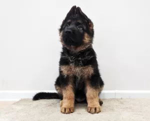 Photo №3. German shepherd puppy with a gorgeous pedigree. Ukraine