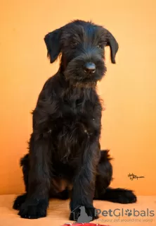 Additional photos: Giant Schnauzer Puppies