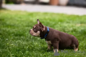 Additional photos: American Bully puppies for sale