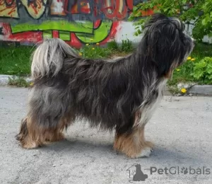 Additional photos: Tibetan terrier puppies.