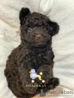 Photo №1. poodle (dwarf) - for sale in the city of Малага | 1664$ | Announcement № 32092