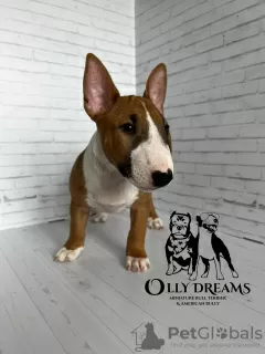 Photo №2 to announcement № 44732 for the sale of bull terrier - buy in Germany breeder