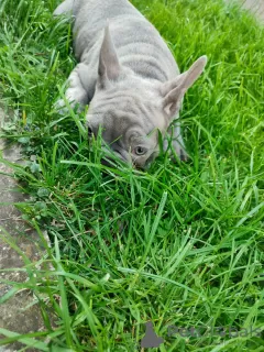 Photo №2 to announcement № 98555 for the sale of french bulldog - buy in Serbia breeder