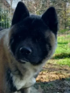 Photo №3. american akita. Poland