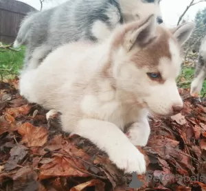 Additional photos: Husky kids