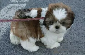 Photo №1. shih tzu - for sale in the city of Baden | 423$ | Announcement № 125797