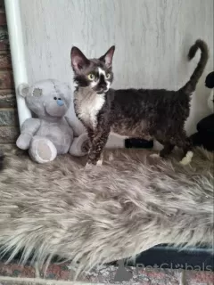 Photo №1. devon rex - for sale in the city of Сквира | 375$ | Announcement № 31711