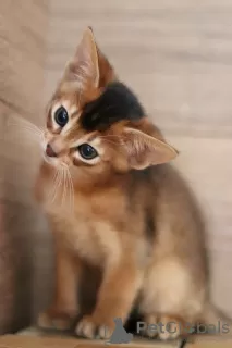 Additional photos: Abyssinian kittens of wild and sorrel color