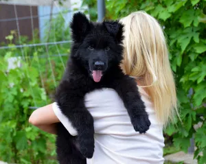 Photo №3. male and female, 2 months, black with documents KSU / FCI. Ukraine