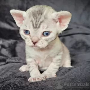 Photo №2 to announcement № 72824 for the sale of devon rex - buy in Finland private announcement, breeder