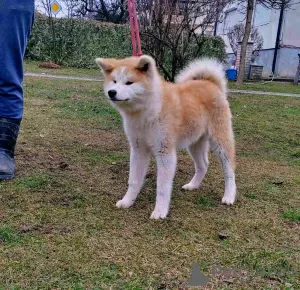 Additional photos: Japanese Akita Inu puppies