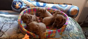 Additional photos: Cavapoo pappy f1 generation