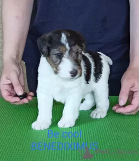 Photo №2 to announcement № 11455 for the sale of wire fox terrier - buy in Belarus from nursery, breeder