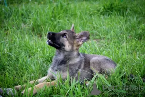 Photo №2 to announcement № 104269 for the sale of non-pedigree dogs - buy in Belarus private announcement