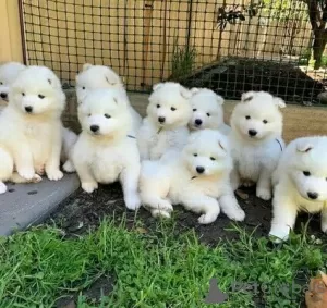 Photo №1. samoyed dog - for sale in the city of Belfast | 475$ | Announcement № 75576