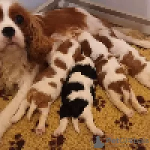 Photo №4. I will sell cavalier king charles spaniel in the city of Amiens. private announcement - price - 1268$