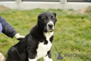 Photo №4. I will sell central asian shepherd dog in the city of Šabac. breeder - price - negotiated