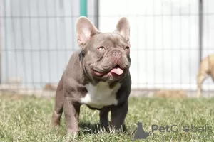 Additional photos: French bulldog girl, chocolate