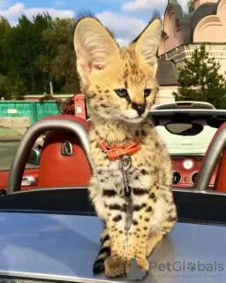 Additional photos: Caracal serval and F1 Savannah kittens available