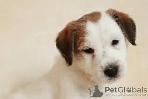 Photo №3. Jack Russell Terrier puppies. Russian Federation