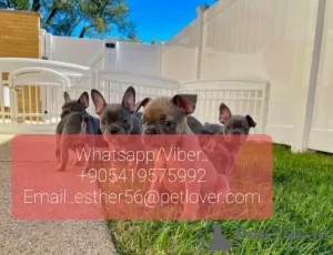 Photo №1. french bulldog - for sale in the city of Trollhättan | 475$ | Announcement № 47597