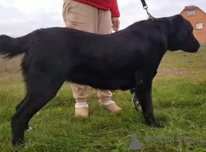 Additional photos: Elite puppies of the Central Asian Shepherd (Alabai)