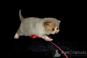 Additional photos: Scottish Fold