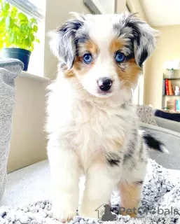 Photo №1. australian shepherd - for sale in the city of Warsaw | 423$ | Announcement № 101110