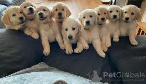 Photo №3. Amazing Litters of Golden Retriever Puppies for Sale. Germany