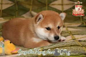 Photo №4. I will sell shiba inu in the city of Khmelnitsky. breeder - price - negotiated