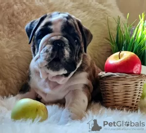 Additional photos: Plush english bulldog puppies