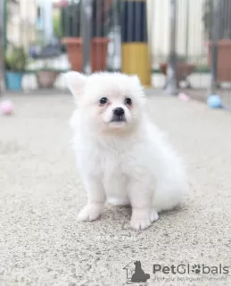 Additional photos: Japanese spitz