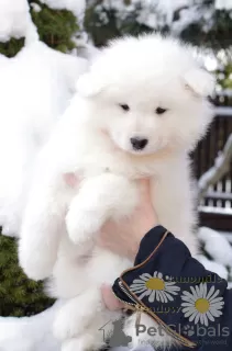 Photo №1. samoyed dog - for sale in the city of Bialystok | 1585$ | Announcement № 85489