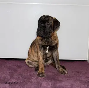 Additional photos: Chic puppies bullmastiff