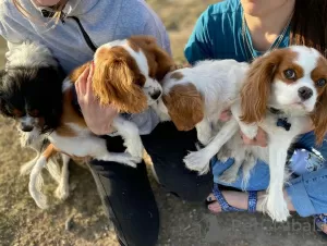 Photo №2 to announcement № 17324 for the sale of cavalier king charles spaniel - buy in United States breeder