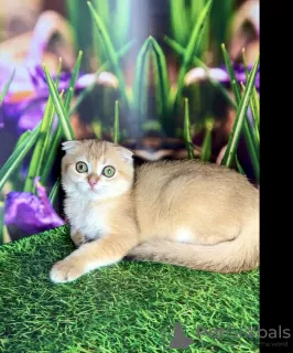 Photo №3. Scottish fold girl. Ukraine