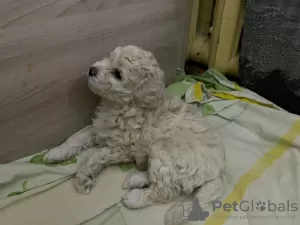 Photo №2 to announcement № 52204 for the sale of poodle (toy) - buy in Russian Federation private announcement